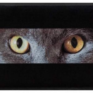 Premium rohožka- zvieratá – oči sivej mačky